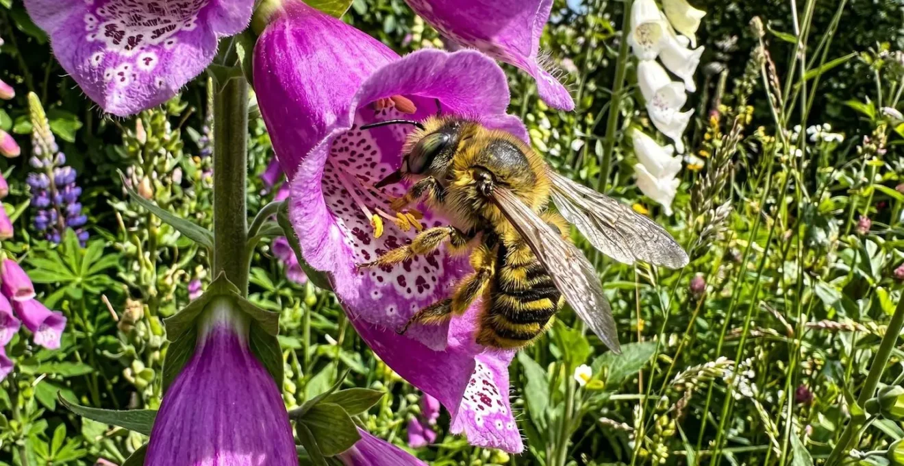 Gros plan d'une abeille sauvage aux rayures jaunes et noires butinant une fleur tubulaire de digitale pourpre avec des étamines visibles